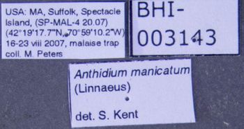Media type: image;   Entomology 610800 Aspect: labels